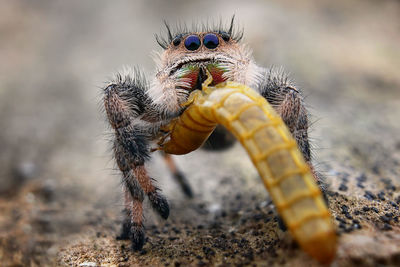 Close-up of spider