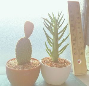 Close-up of potted plant