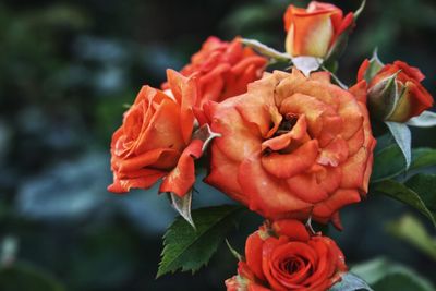 Close-up of red roses