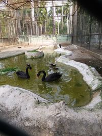 Swans swimming in lake