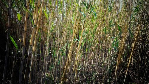 Full frame shot of bamboo trees in forest