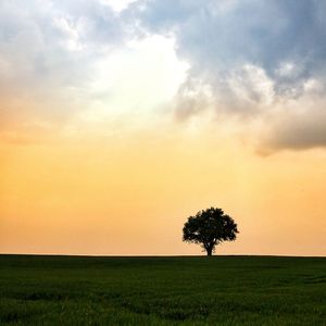 Tree on field against sky during sunset