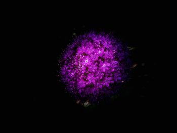 Close-up of pink flower against black background