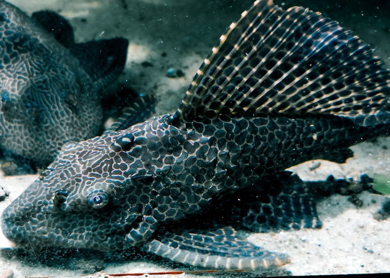 VIEW OF FISH SWIMMING IN SEA