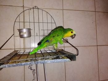 Close-up of parrot perching in cage