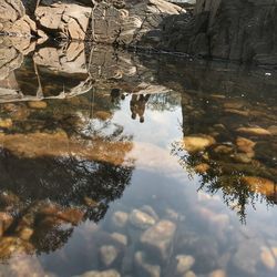 Close-up of crocodile in water