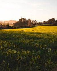 Scenic view of field against sky