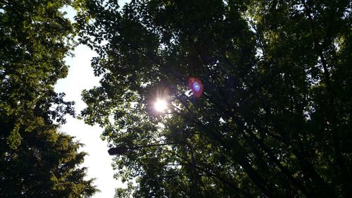 Low angle view of trees