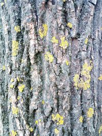 Full frame shot of moss on tree trunk