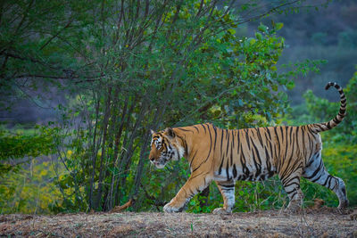 Side view of a cat against plants in forest