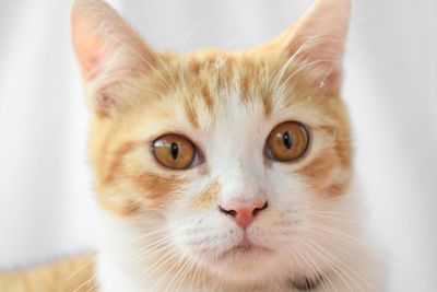 Close-up portrait of cat