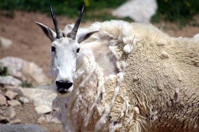 Close-up portrait of sheep