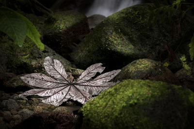 Close-up of leaf in forest