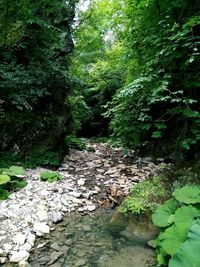 Scenic view of forest