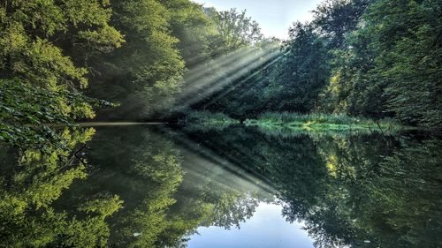 Reflection of trees in lake