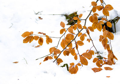 Close-up of dry leaves on plant during winter