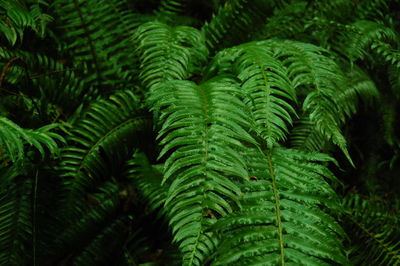 Full frame shot of pine tree