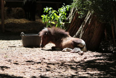 Horse sitting on ground