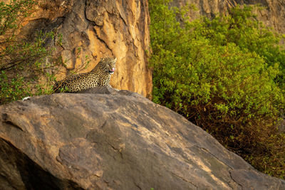 Leopard lies on rocky outcrop licking nose