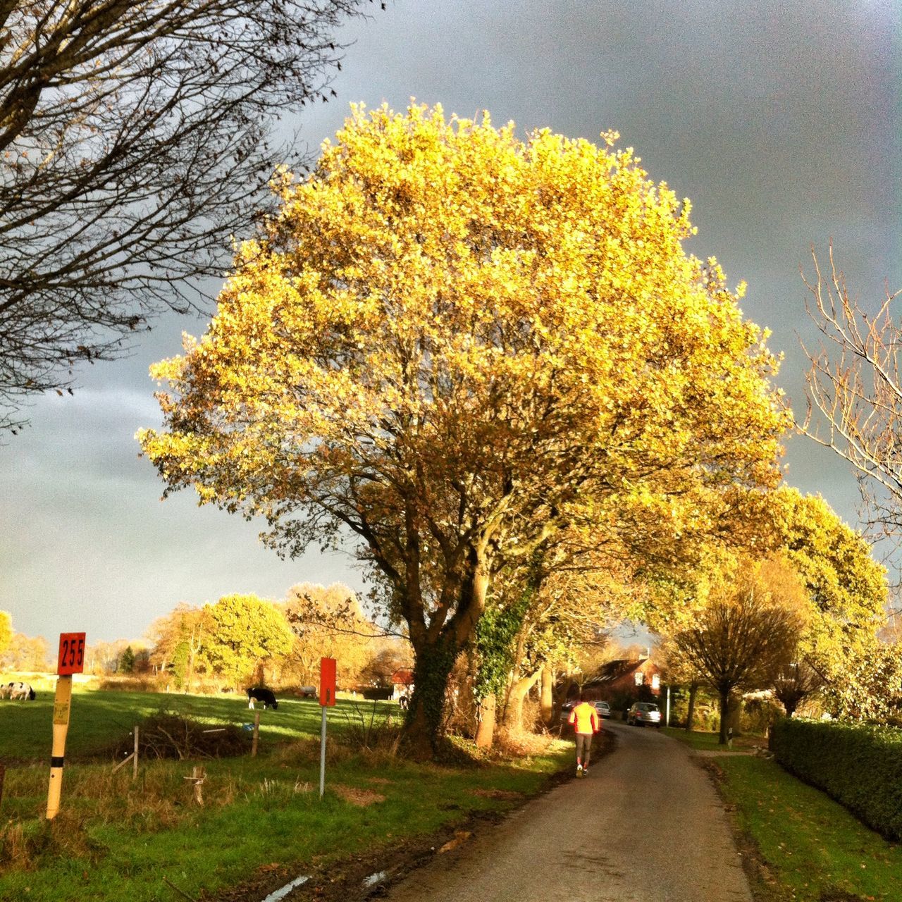 tree, the way forward, yellow, road, diminishing perspective, transportation, growth, sky, nature, autumn, season, beauty in nature, branch, flower, change, treelined, vanishing point, tranquility, tranquil scene, street