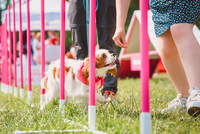 Low section of dog standing on field