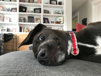 Close-up of dog at home