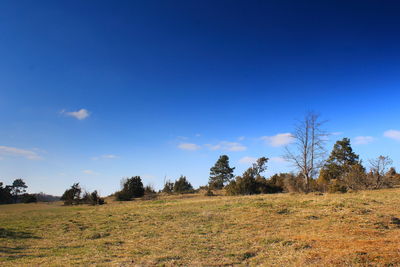 Trees on field against blue sky