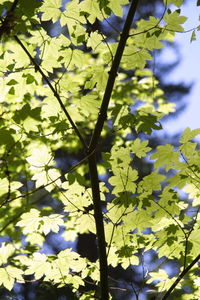 Low angle view of trees against sky