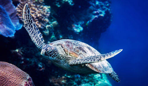 High angle view of turtle swimming in sea