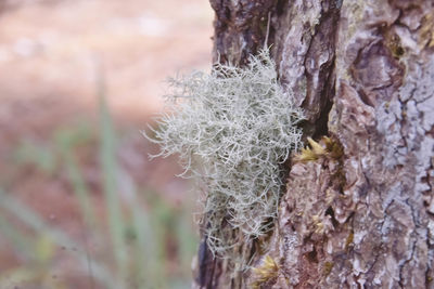 Close-up of moss growing on tree trunk