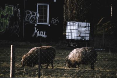 Sheep grazing on field