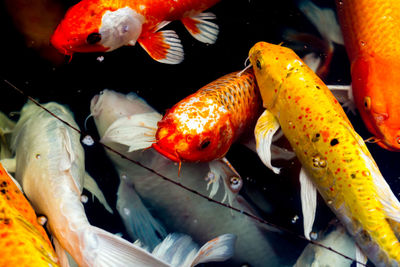 Close-up of koi fish in sea