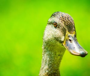 Close-up of duck