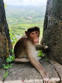 Monkey sitting on rock against trees