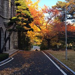 Autumn leaves on road