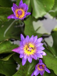 Close-up of purple lotus water lily in pond