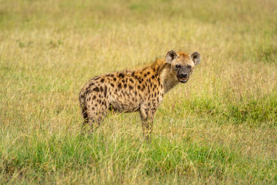 Spotted hyena stands watching camera in grass