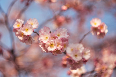 Close-up of pink cherry blossom