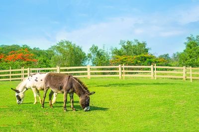 Horses grazing on field against sky