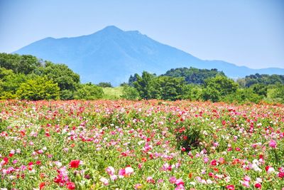 Flowers growing on field against mountains