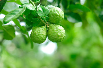 Close-up of fruits growing at farm