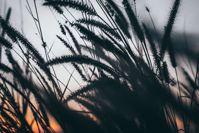 Close-up of silhouette plants against sky