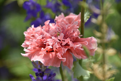 flowering plant