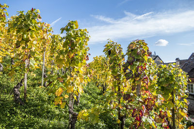 Tree growing in vineyard against sky