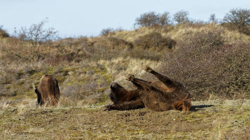 View of sheep on field