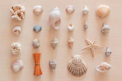 Directly above shot of seashells on table