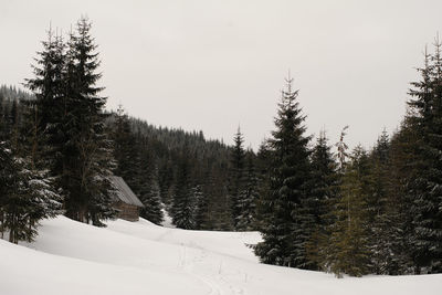 Pine trees on snow covered land against sky