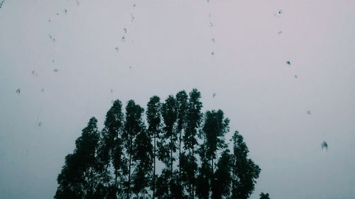 Low angle view of trees