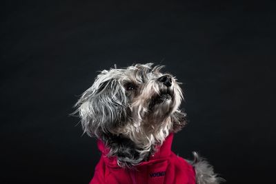 Portrait of a dog against black background