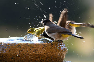 Close-up of birds perching on the water